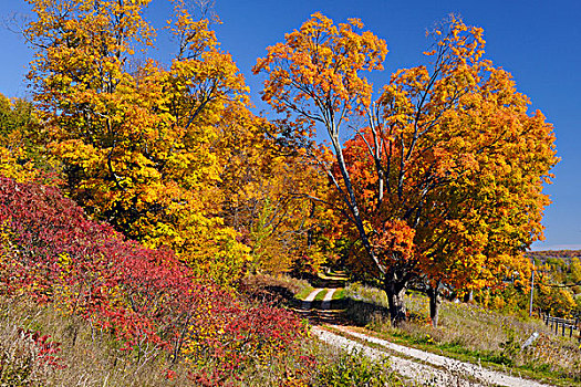 枫树,土路,私家车道,岛屿,安大略省,加拿大
