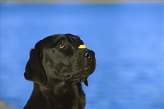 黑色拉布拉多犬,狗,平衡性,口鼻部