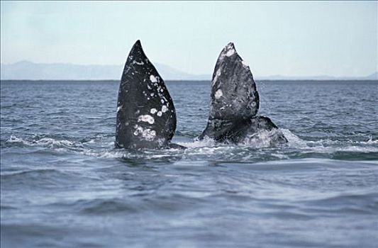 灰鲸,两个,尾部