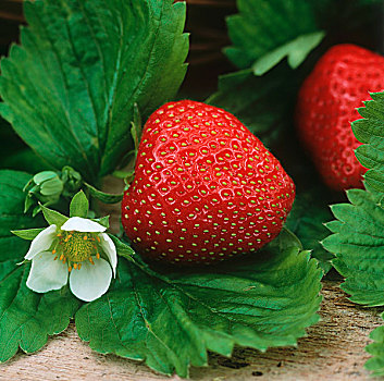 草莓,特写,叶子,花,篮子,后面