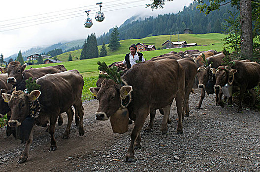 庆贺,母牛,阿尔卑斯山,线缆,克莱恩瓦泽泰,小,山谷,奥地利,欧洲