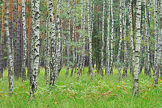 桦树,树林,生物保护区,萨克森,德国