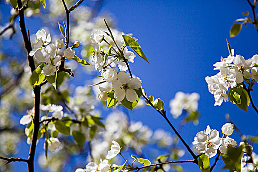 白色海棠春天盛开