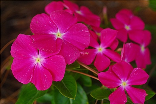 粉色,长春花属植物,花