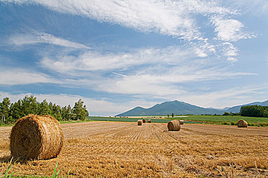 稻草捆,收获地,福良野,北海道,日本,亚洲