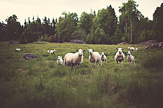 北欧风景羊群