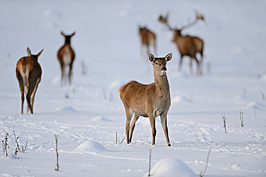 赤鹿,鹿属,鹿,雪中,德国,欧洲