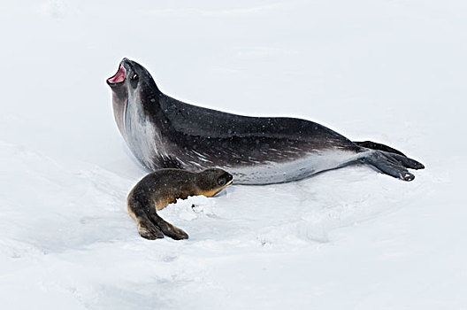 海豹,母亲,展示,幼兽,幼仔,浮冰,南大洋,东方,南极