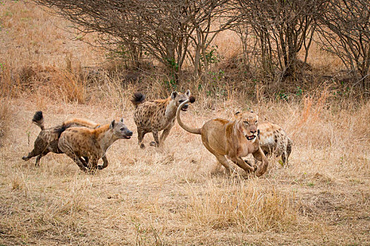 四个,斑点土狼,斑鬣狗,跑,追逐,狮子,干燥,黄色,草