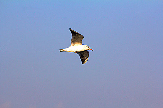 在蓝天白云下飞翔的一只白色的海鸥