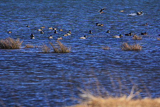 蓝色湖中的一群野生鸭子