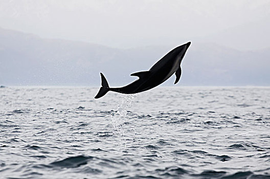 暗黑斑纹海豚,乌色海豚,跳跃,室外,水,新西兰