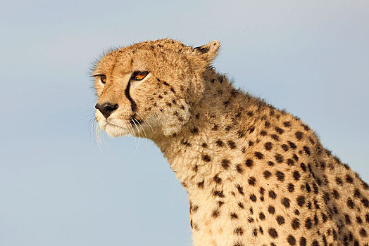 印度豹,猎豹,头像,塞伦盖蒂,裂谷省,肯尼亚,非洲