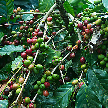 咖啡,农作物,洪都拉斯
