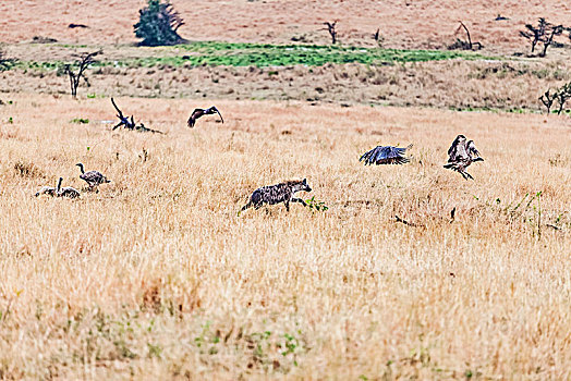 坦桑尼亚塞伦盖蒂草原斑鬣狗生态环境