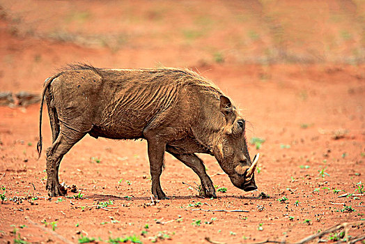 疣猪,成年,觅食,克鲁格国家公园,南非,非洲