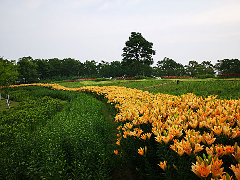 百合花开