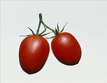 犁形番茄