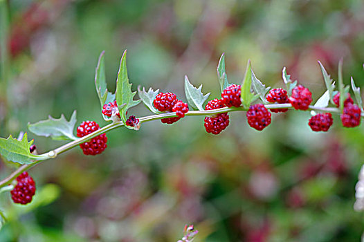 叶子,菠菜