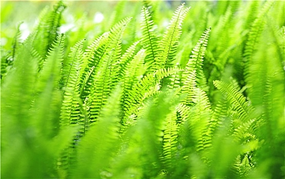 绿色植物,背景