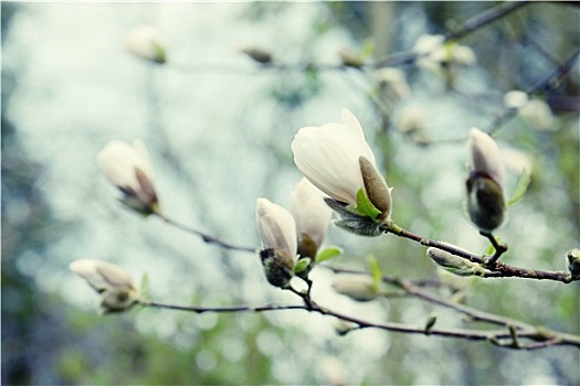 白色,木兰,树,花