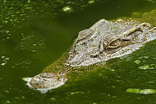 暹罗,鳄鱼,国家公园,泰国