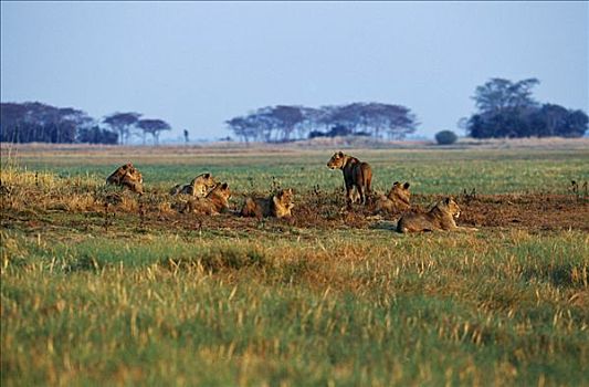 赞比亚,国家公园,自豪,狮子,朴素