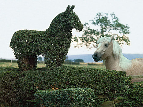 马,切削,树篱,英格兰,英国