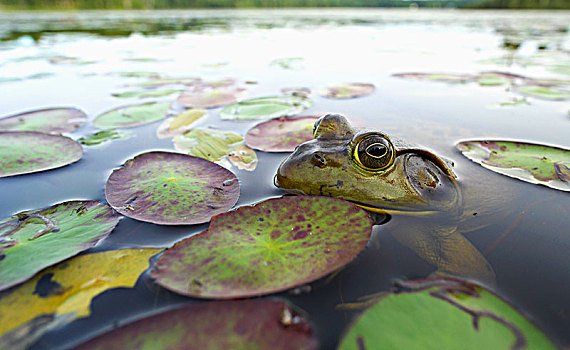 牛蛙,魁北克,加拿大