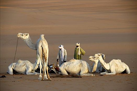 柏柏尔人,白色,骆驼,沙漠,利比亚