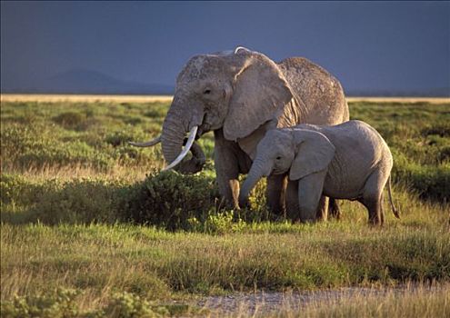 坦桑尼亚,恩格罗恩格罗,大象