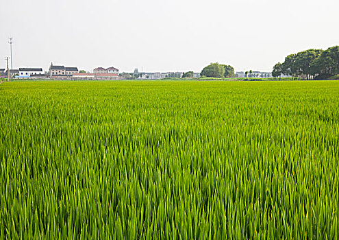 苏州农村水稻田