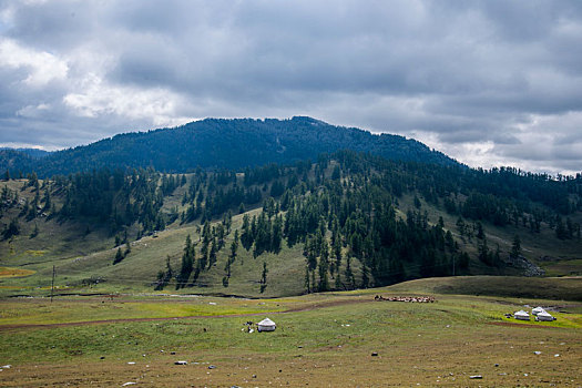 新疆布尔津县喀纳斯国家地质公园山谷草原牛羊群