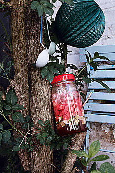 瓜,玻璃杯,罐,悬挂,树