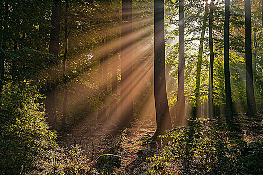 秋日树林,早晨,阳光,莱茵兰普法尔茨州,德国,欧洲