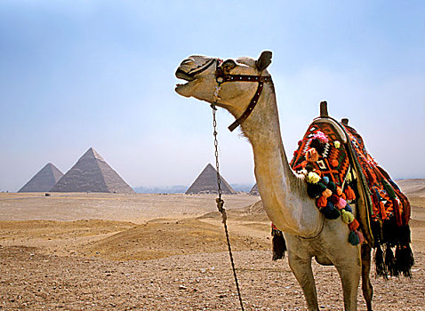 骆驼,基奥普斯,卡夫拉,金字塔,埃及