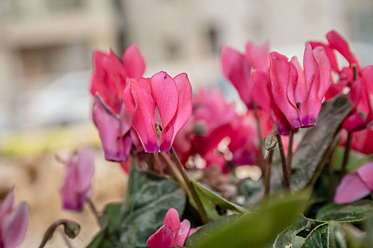 粉色,仙客来,花