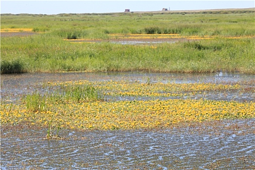 内蒙古乌兰淖尔国家湿地公园