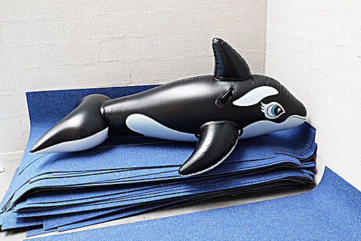 逆戟鲸,蓝色背景,垫
