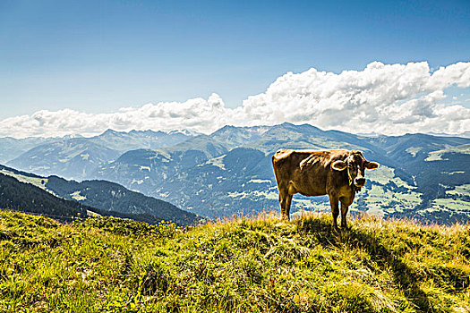 母牛,放牧,草,山坡