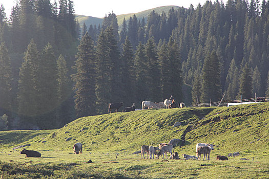 唐布拉草原清晨的牧羊人组图
