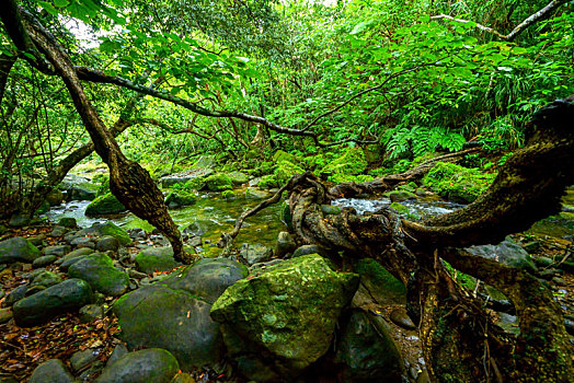 丛林,岛屿,冲绳,日本