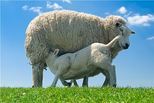 可爱,好奇,羊羔,春天