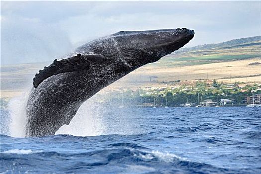 夏威夷,毛伊岛,驼背鲸,鲸跃,岛屿,背景