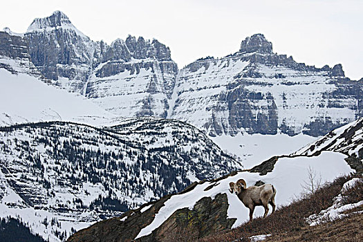 大角羊,冰川国家公园,蒙大拿