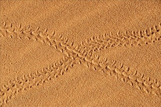 轨迹,沙子,却比沙丘,梅如卡,摩洛哥
