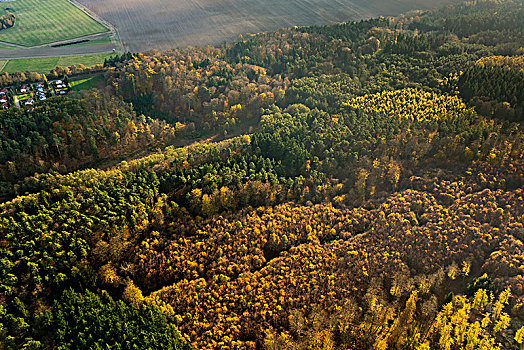 山毛榉,树林,落叶林,秋天,梅克伦堡前波莫瑞州,德国