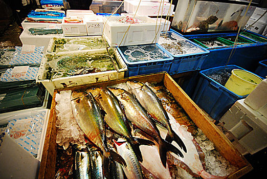 筑地,鱼市,一个,最大,批发,鱼肉,海鲜,市场,世界,价格,拍卖,小,沙丁鱼,公斤,便宜,海草