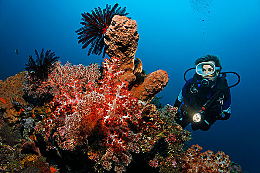 珊瑚,不同,海绵,翎毛,星,迷你,礁石,珊瑚礁,巴厘岛,岛屿,小巽他群岛,海洋,印度尼西亚,印度洋,亚洲