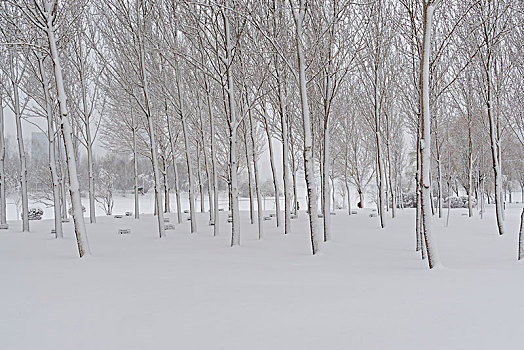 雪地,雾凇,树林,道路